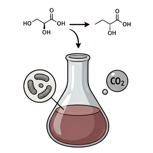 fermentation malolactique